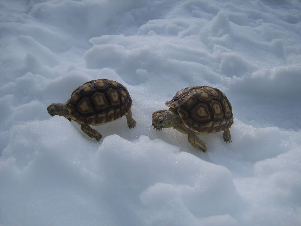 http://i49.photobucket.com/albums/f275/asdf2468/Snow%20Turtles/a8c25013.jpg