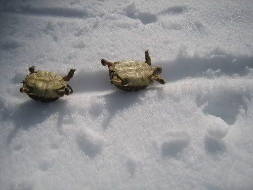 http://i49.photobucket.com/albums/f275/asdf2468/Snow%20Turtles/af4aa560.jpg