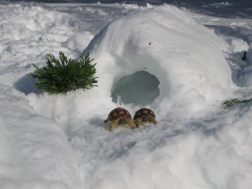 http://i49.photobucket.com/albums/f275/asdf2468/Snow%20Turtles/b3bf35fe.jpg