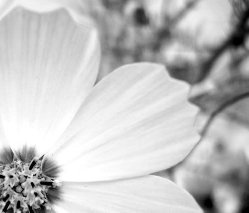 black and white flowers. lack and white flowers