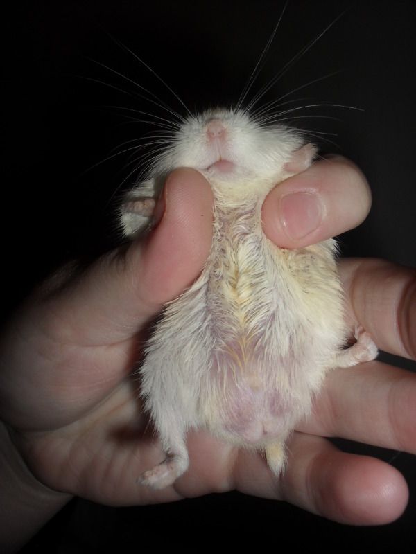 Flynn's scent gland Hamster Central