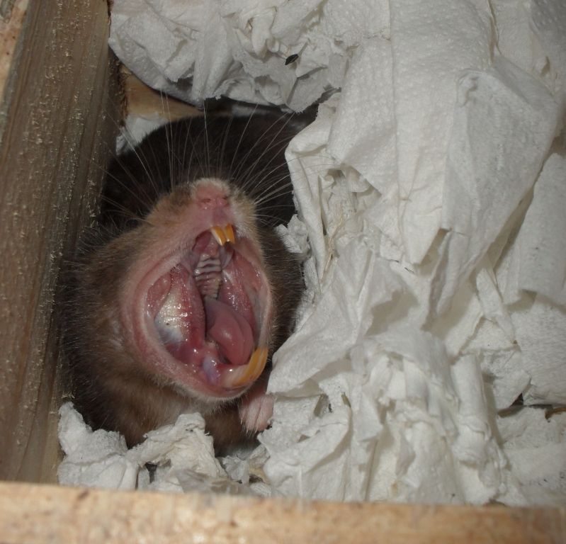 Hamster Yawns Hamster Central