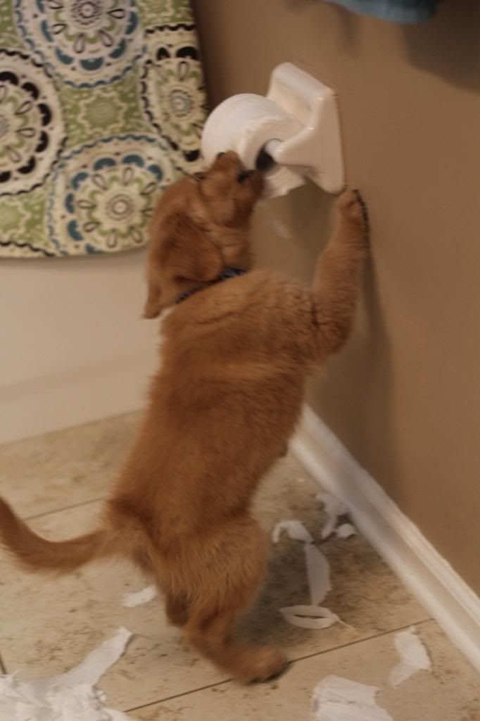 golden retriever eating toilet paper