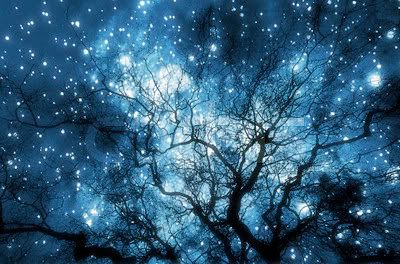 Tree Silhouette Against Starry Night Sky Pictures, Images and Photos