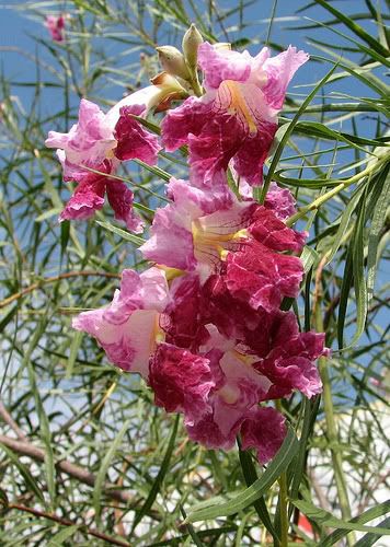 Desert Willow