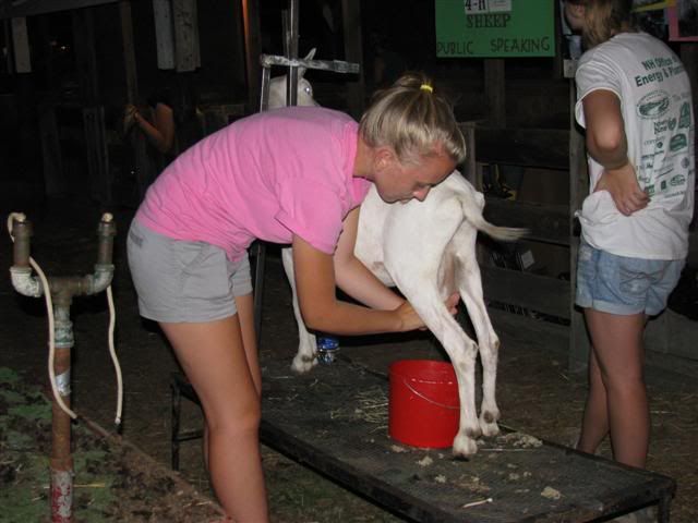 goat milking