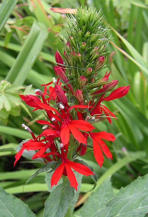 cardinal flower
