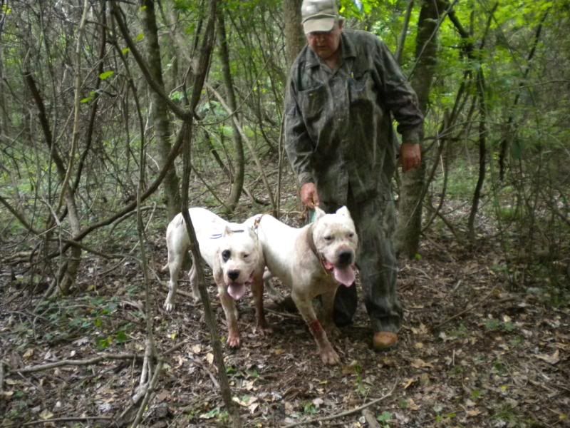 dogo argentino hunting boar. Dogo Argentino: 05-02-09 Hunt