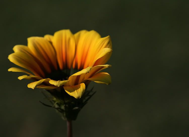 IMAGE: http://i49.photobucket.com/albums/f279/psinghdoc/IMG_3804_1.jpg