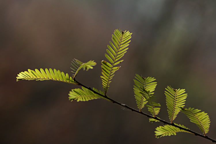 IMAGE: http://i49.photobucket.com/albums/f279/psinghdoc/IMG_4010.jpg