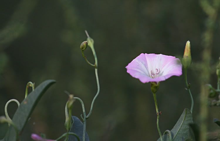 IMAGE: http://i49.photobucket.com/albums/f279/psinghdoc/IMG_4016.jpg