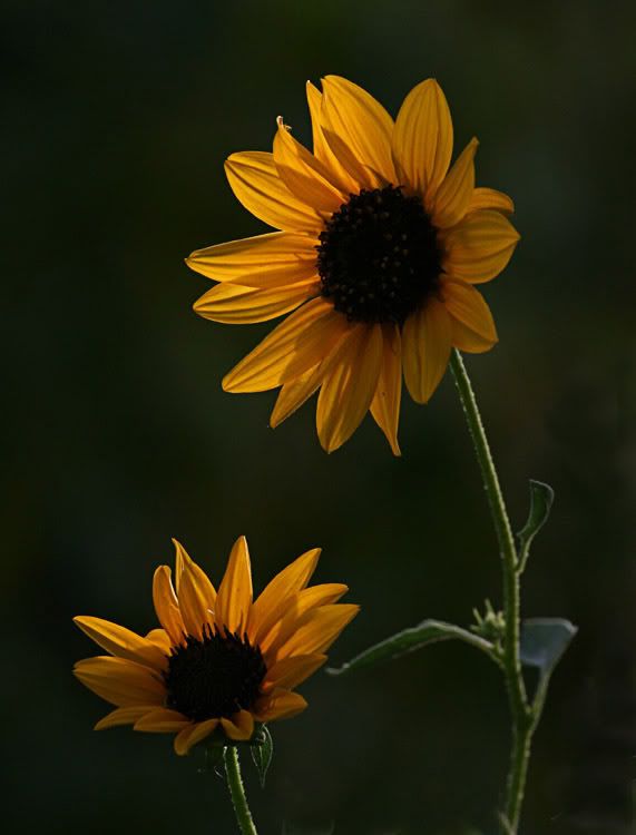 IMAGE: http://i49.photobucket.com/albums/f279/psinghdoc/IMG_4640_1.jpg