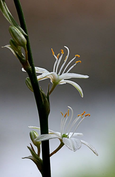 IMAGE: http://i49.photobucket.com/albums/f279/psinghdoc/IMG_4806.jpg