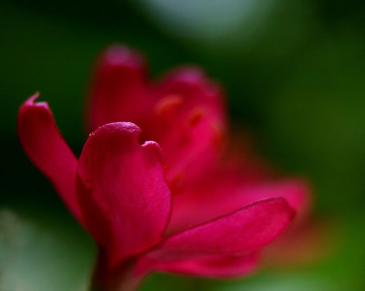 IMAGE: http://i49.photobucket.com/albums/f279/psinghdoc/IMG_5036_1_1.jpg