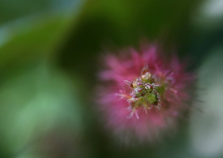 IMAGE: http://i49.photobucket.com/albums/f279/psinghdoc/IMG_5041_1_1.jpg