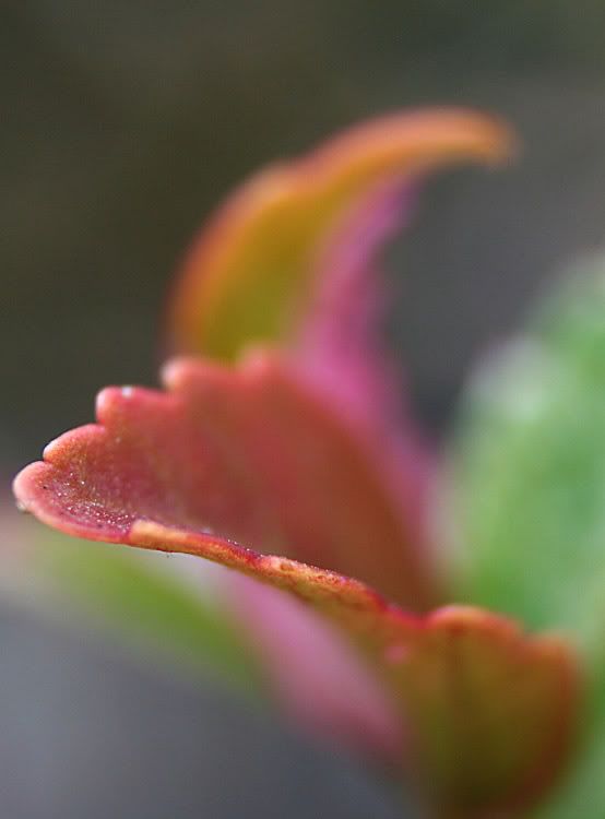 IMAGE: http://i49.photobucket.com/albums/f279/psinghdoc/IMG_5065_1.jpg