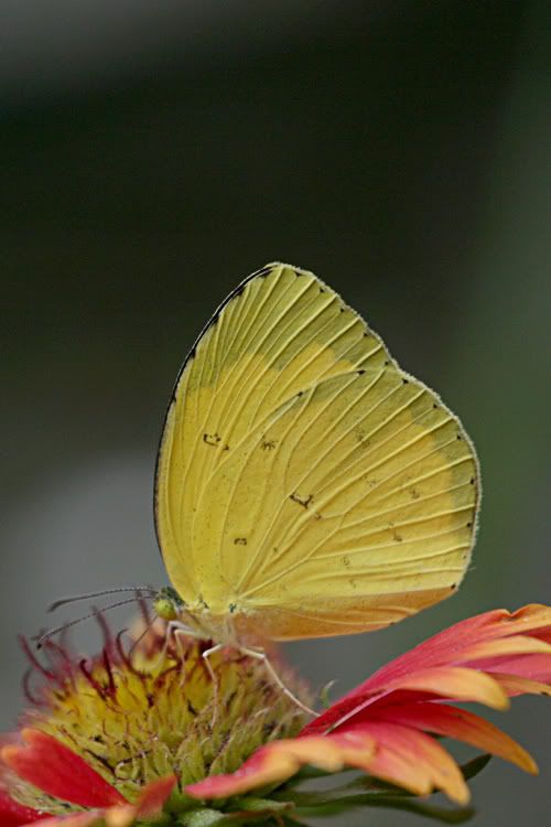 IMAGE: http://i49.photobucket.com/albums/f279/psinghdoc/butt22.jpg