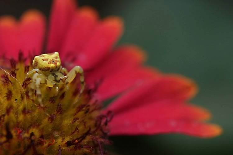 IMAGE: http://i49.photobucket.com/albums/f279/psinghdoc/spider2.jpg