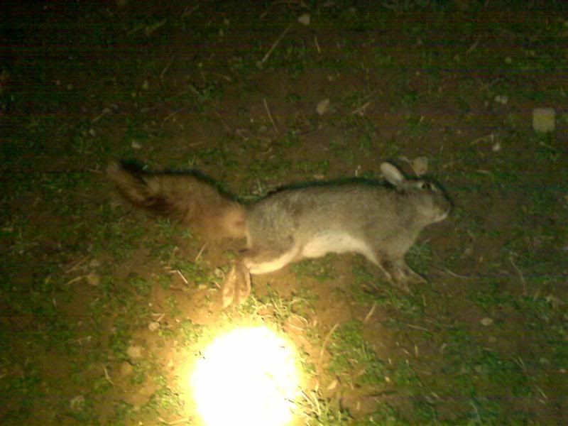 RabbitFoxMedium.jpg