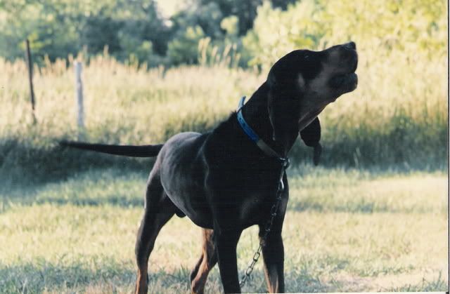 coon dog canvas