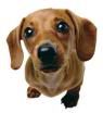 weenie dog Pictures, Images and Photos