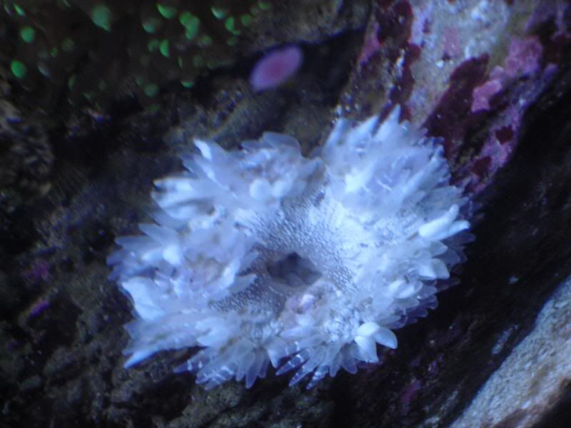 Open Mouth Anemone? Help Please Reef Central Online Community