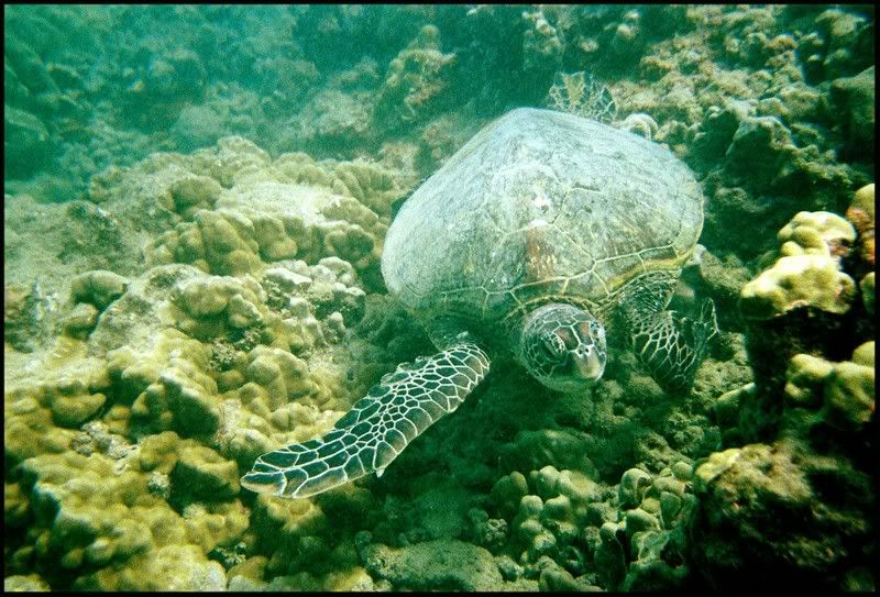 http://i49.photobucket.com/albums/f283/mrpaulo77/HI%20ps/seatturtle1.jpg