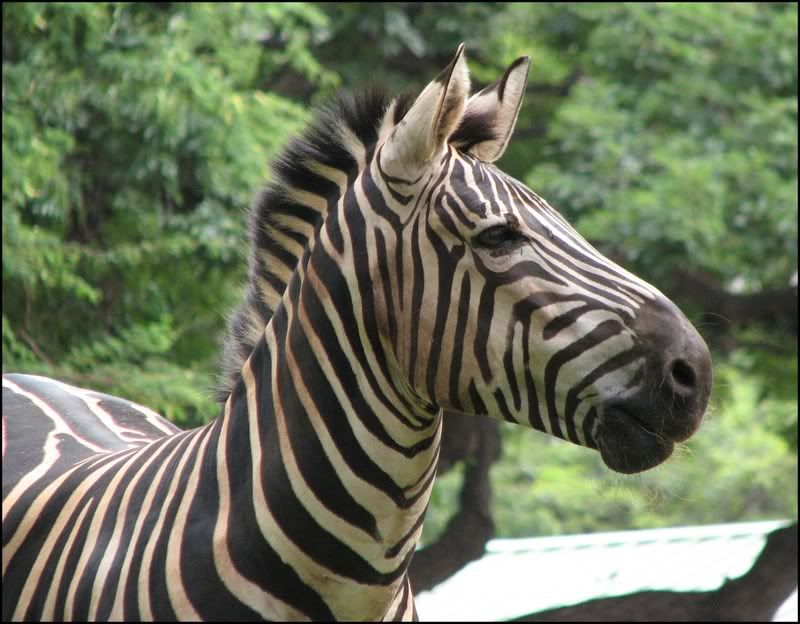 http://i49.photobucket.com/albums/f283/mrpaulo77/HI%20ps/zebra.jpg