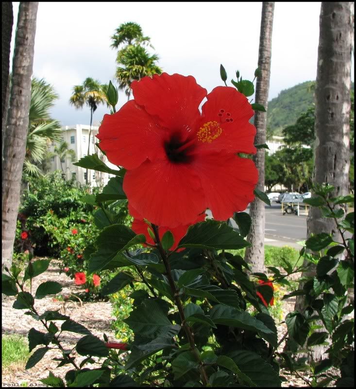 http://i49.photobucket.com/albums/f283/mrpaulo77/Hawaii/Flower2.jpg