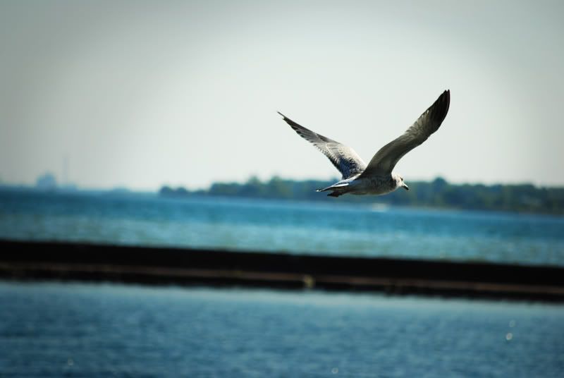 http://i49.photobucket.com/albums/f283/mrpaulo77/Toronto%20and%20Wonderland/seagull.jpg