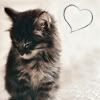  photo Kitty-Heart-Icon.jpg