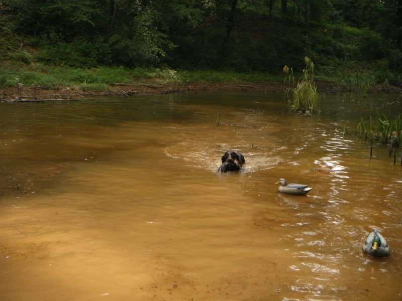 brandywine creek boykins