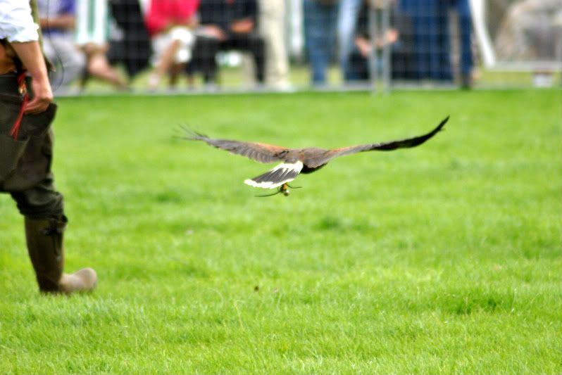 DSC_0245.jpg