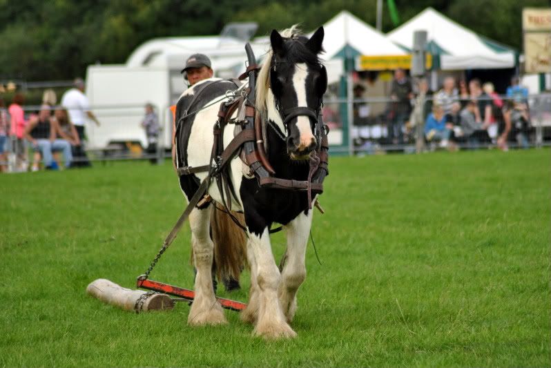 DSC_0345.jpg