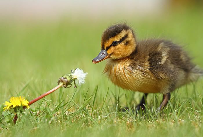 IMAGE: http://i49.photobucket.com/albums/f285/GYROB/D1.jpg