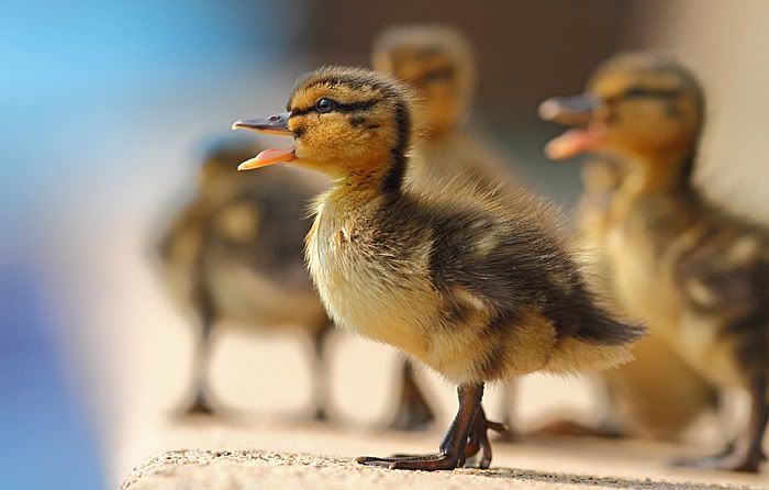 IMAGE: http://i49.photobucket.com/albums/f285/GYROB/D2.jpg