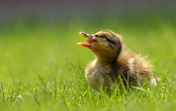 IMAGE: http://i49.photobucket.com/albums/f285/GYROB/D3.jpg