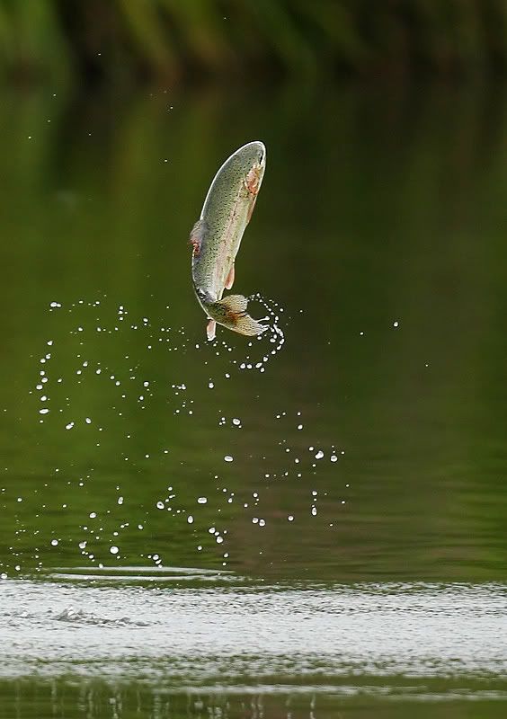 IMAGE: http://i49.photobucket.com/albums/f285/GYROB/fish-1.jpg