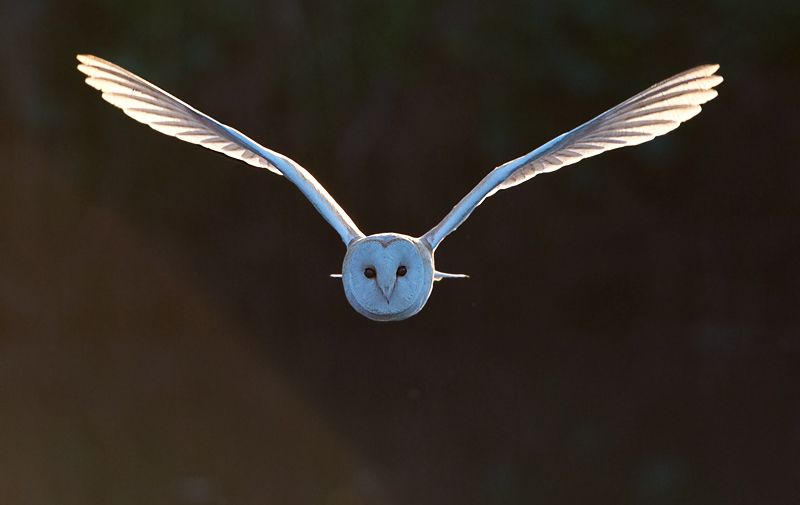 IMAGE: http://i49.photobucket.com/albums/f285/GYROB/owl-b_zps1cce9e63.jpg