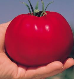 vegetable_wopper-tomato_plant.jpg