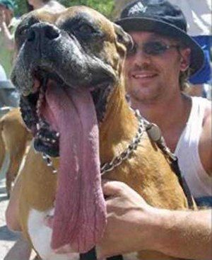 long-dog-tongue.jpg