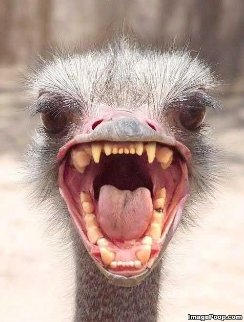 angry_ostrich_with_teeth.jpg