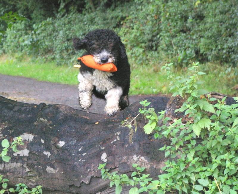 IMAGE: http://i49.photobucket.com/albums/f291/Briarlow/Antonup.jpg