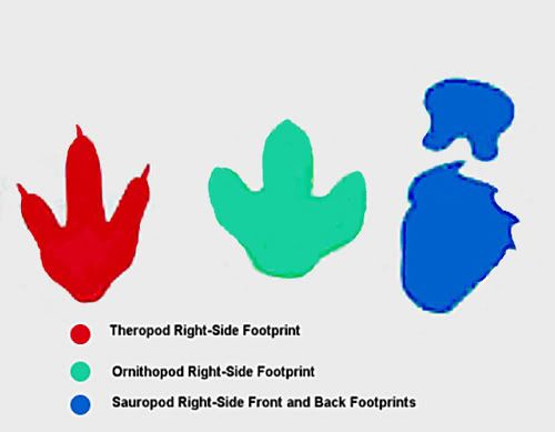 diplodocus footprint