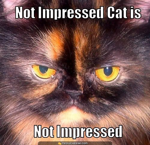 not-impressed-cat-is-not-impressed.jpg