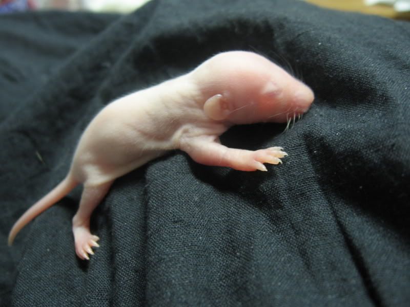 Orphaned baby rats. Questions. Paw Talk Pet Forums