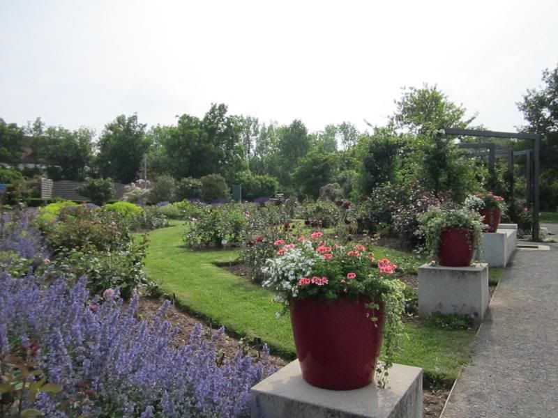 Rosarium at Sangerhausen photo IMG_0807_zpsc50113d4.jpg