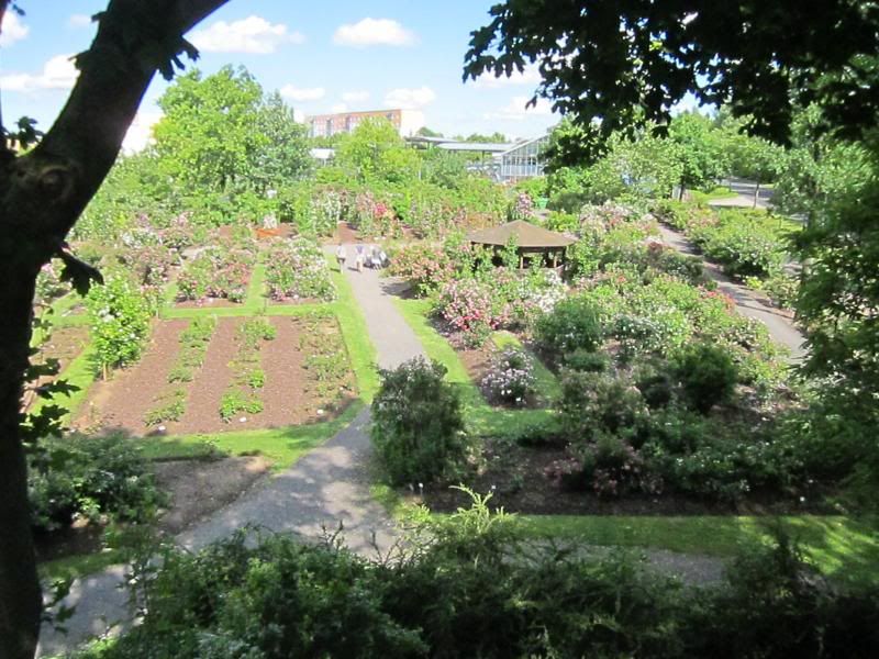 Rosarium at Sangerhausen photo IMG_0867_zps04167a45.jpg