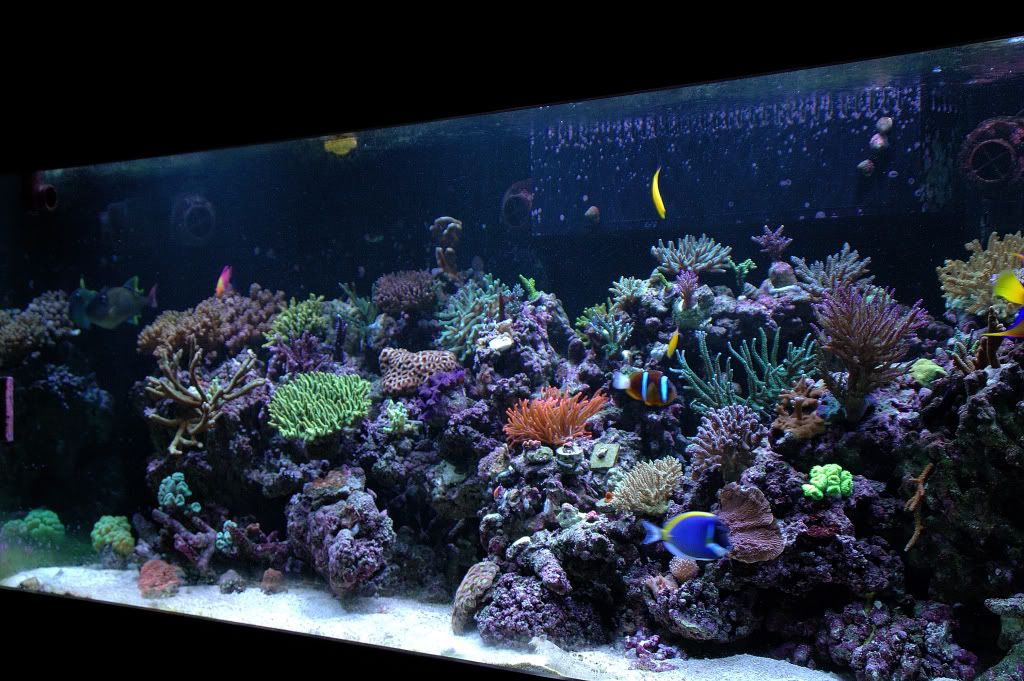 DSC_0442NEF.jpg