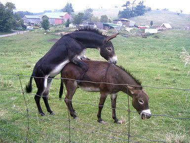 donkeys-1.jpg